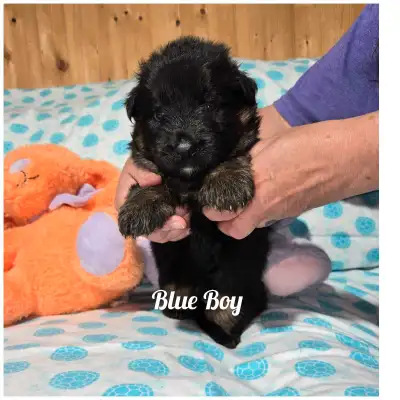 registered long coat German Shepherd puppies, View more