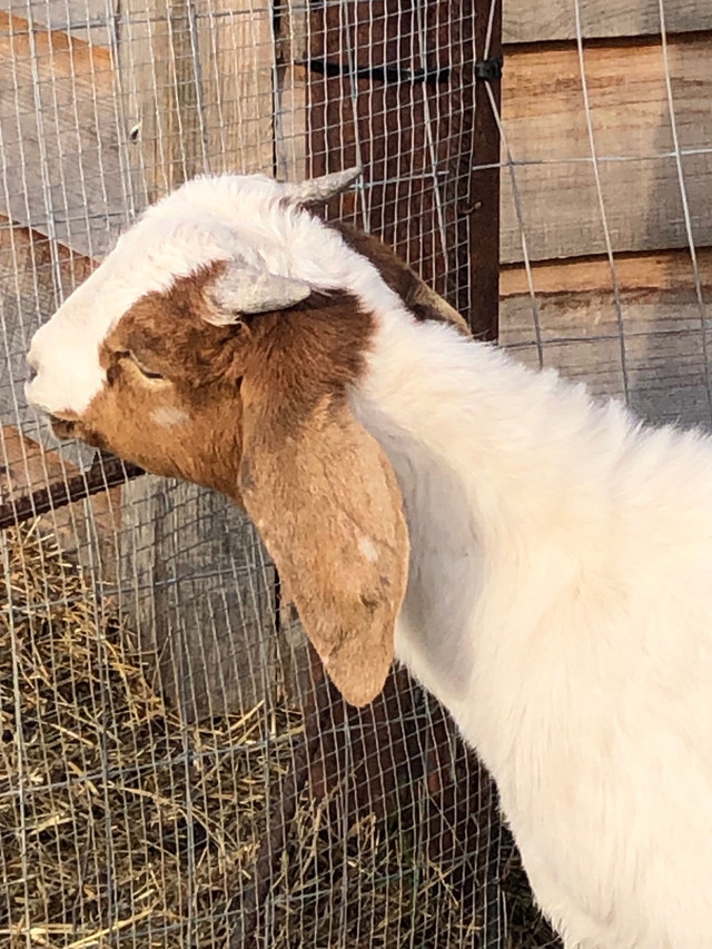 Meet Cobra! intact future sire Boer Buckling in Livestock in Sudbury - Image 3