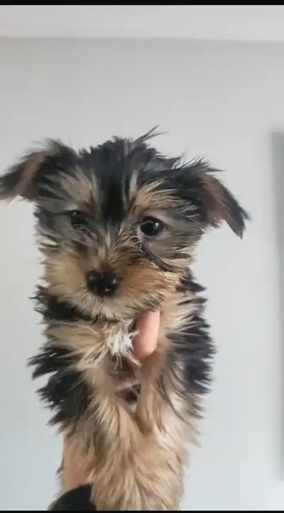 Yorkshire puppy ready to find a loving new home. Breed: Yorkshire (Yorkie) Age: 7 weeks old Sex: mal...