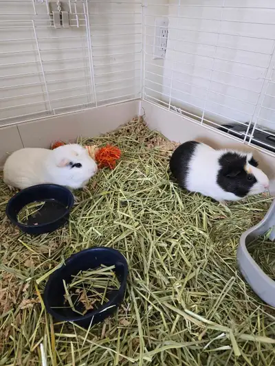 Two Guinea pigs for adoption , View more