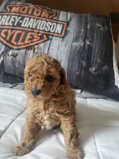 chien à vendre, View more