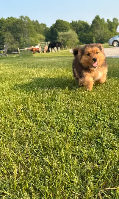 Australian Shephard x Golden Yorkie Mix puppies. Two males available. Puppies have had their first r...