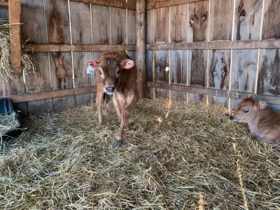 3.5 Month Old Jersey Heifer Calf Doing really well eating Hay and Grains $1500 obo