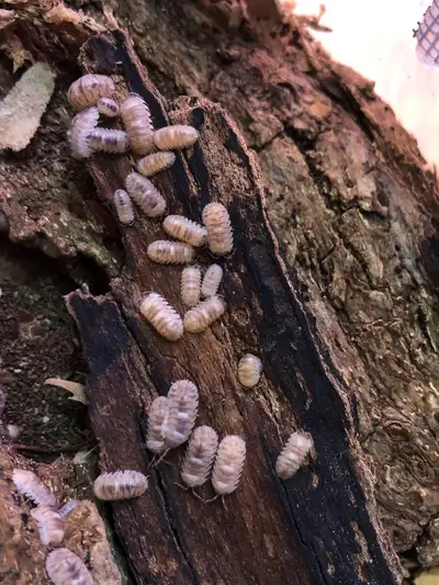 Armadillidium cf. espanyoli 'marbleized', View more