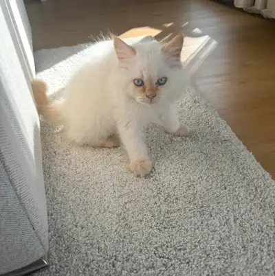 We’re looking to rehome our sweet male Himalayan Persian cat, born on September 23, 2024. Unfortunat...