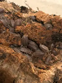 giant canyon isopods "Porcellio dilatatus" for sale