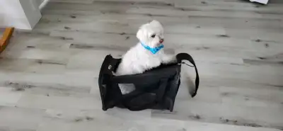 Sac de transport pour chien et chat, View more