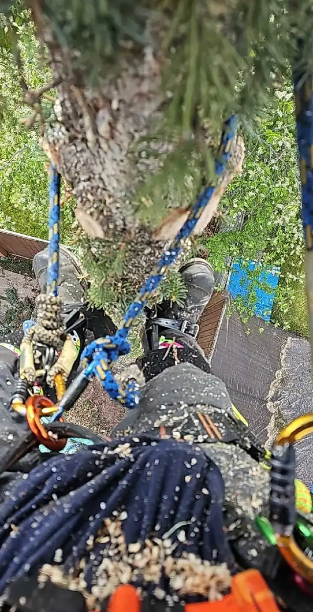 Essential Tree Services 533909563360552967