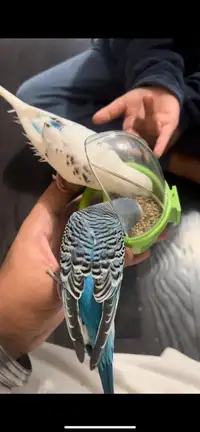 4 budgies for sale