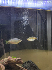 2 Rainbowfish