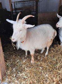 Dairy goats for rehoming