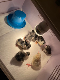 Serama chicks Available 
