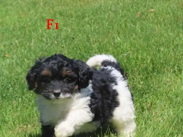 F1B Mini Bernadoodle puppies in Dogs & Puppies for Rehoming in Oakville / Halton Region - Image 5