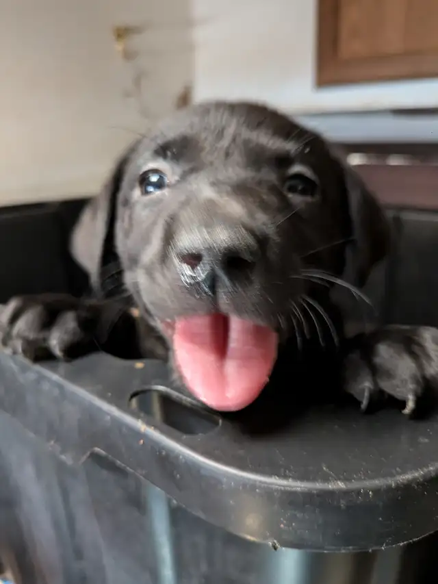 SALE..PUREBRED LAB PUPPY READY TO GO!!. ONLY FEW LEFT!! in Dogs & Puppies for Rehoming in Kitchener / Waterloo - Image 7