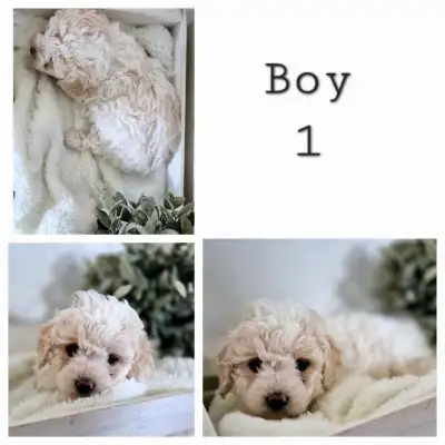 Toy/Miniature Poodles, View more