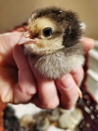 Day Old Chicks Available - Easter Eggers & Barred Rocks