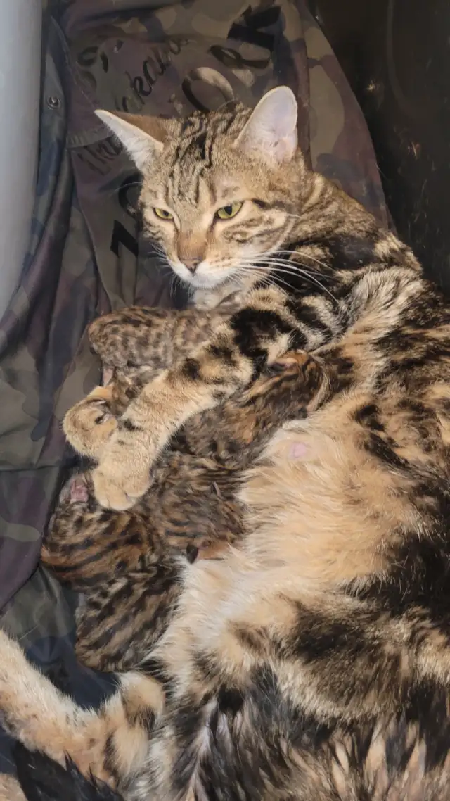 Femelle bengal in Cats & Kittens for Rehoming in Laval / North Shore - Image 4