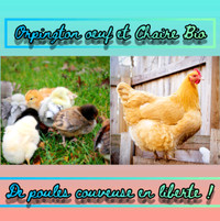 ❣️ Poussins de Poule Couveuse En liberté