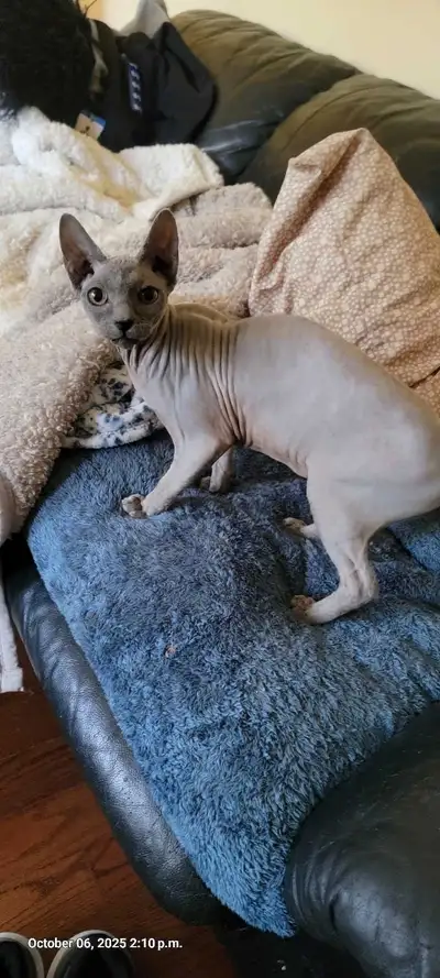 ** SPHINX CATS: ~ Grey Female Around 10 Months Old. First Picture - Very Sweet And Affectionate $950...