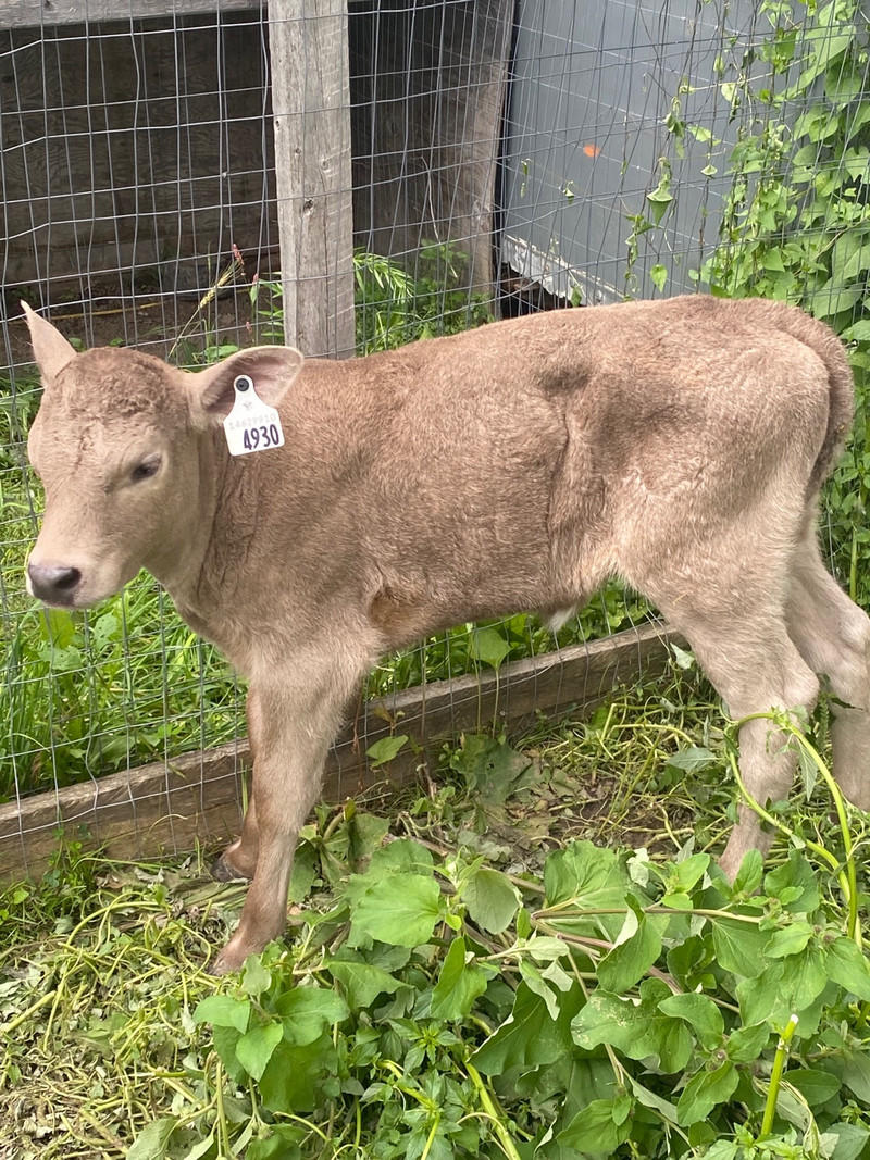 charolais x bottle calves for sale Livestock Oakville / Halton