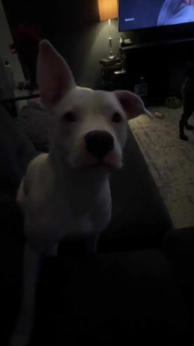 please help Freya get well.472308442171320323