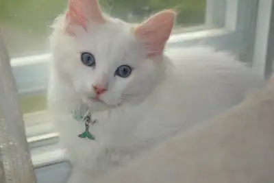 Chatom Ragdoll pure race, View more