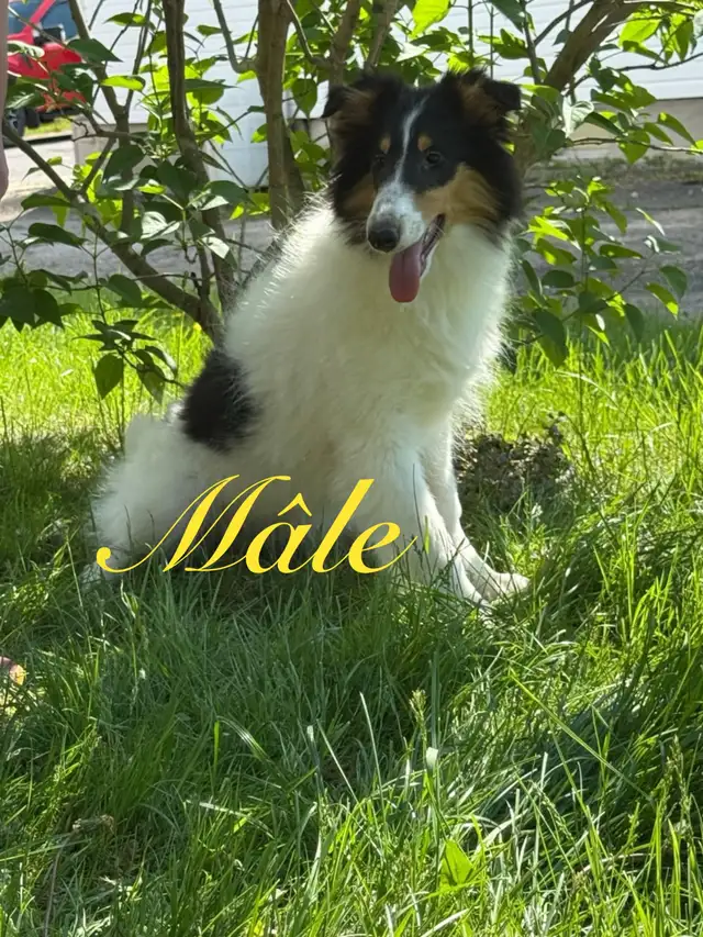 Chiots Colley de 13 semaine in Dogs & Puppies for Rehoming in City of Montréal - Image 3