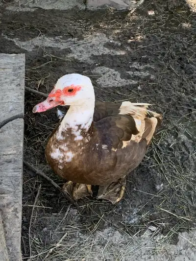 Pure Muscovy laying hens, View more
