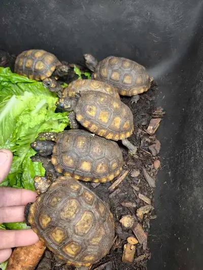 tortoise , View more
