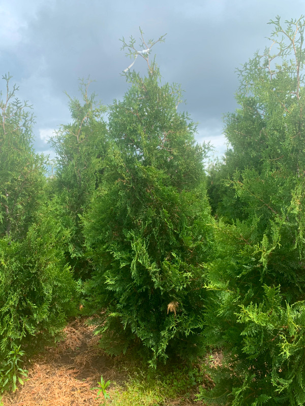 Ontario grown trees in Plants, Fertilizer & Soil in London - Image 2