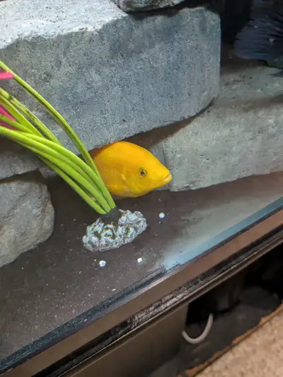 I have a variety of cichlids for sale from medium to large. I like to sell all of them in one shot A...