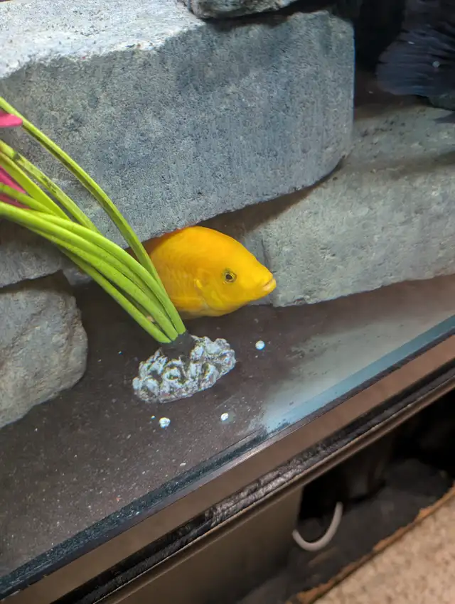 African chilclids in Fish for Rehoming in London - Image 2