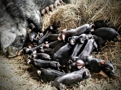 Berkshire Weiner Pigs , View more