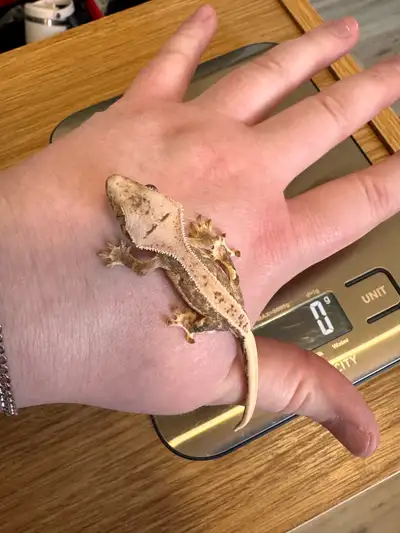 Baby Crested Geckos, View more