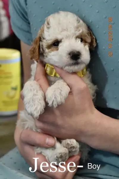 ❤️Havapoos ❤️, View more