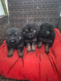 Black German sheapheard puppies 