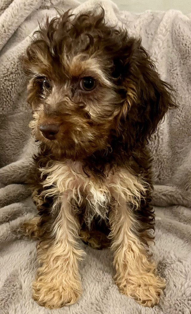 Hypoallergenic Poodle X: reduced in Dogs & Puppies for Rehoming in Hope / Kent - Image 2