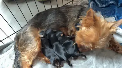 Male Yorkshire Terrier Pups for sale, View more