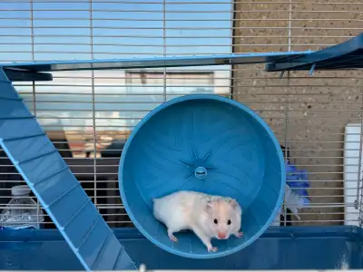 A white hamster with a cool cage—ready for a new home! , View more