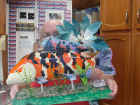 wood carved 24" koi fish mounted on colorful display base.