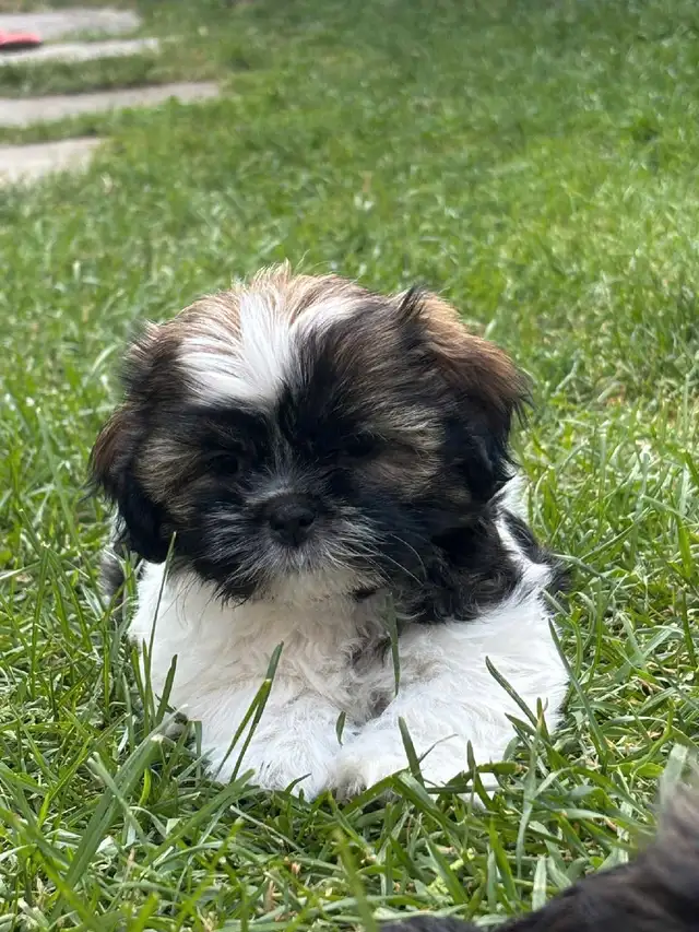 Shih Tzu puppies in Dogs & Puppies for Rehoming in Markham / York Region - Image 8