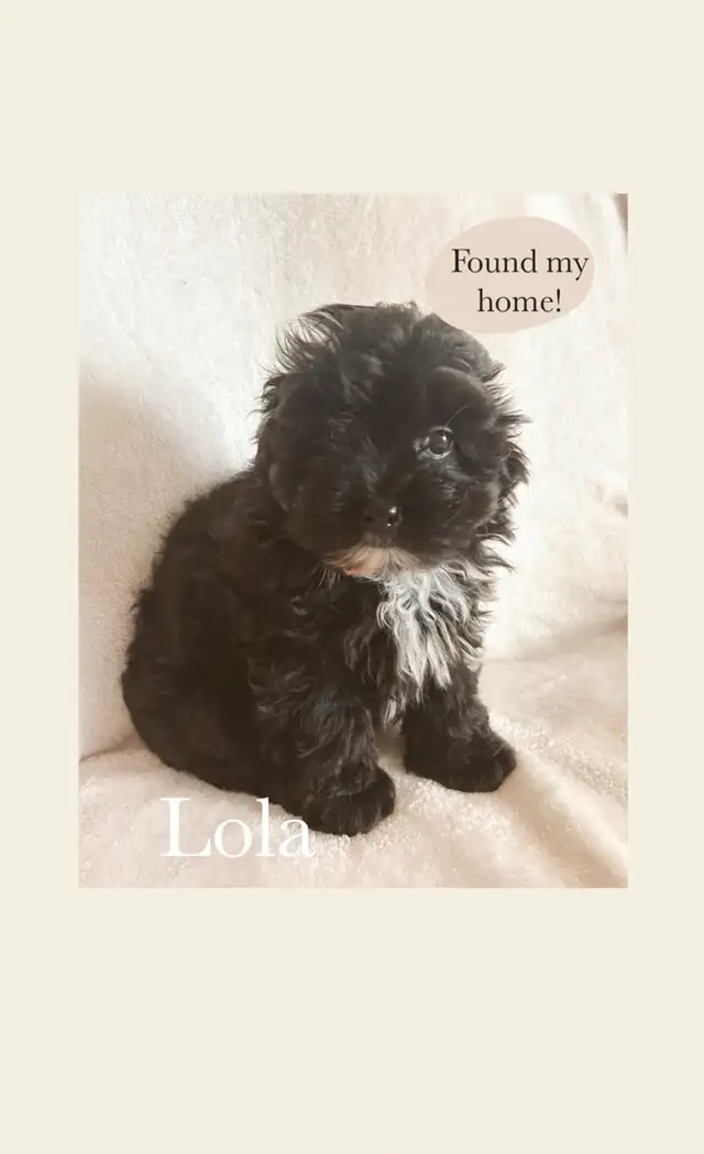 Havanese/Poodle Puppies - *One Left* in Dogs & Puppies for Rehoming in Edmonton - Image 3