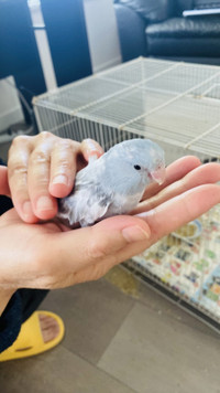 Quiet and Playful Blue Pied Parrotlet