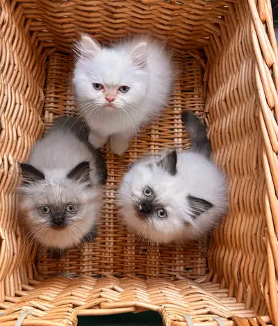 CHATON HIMALAYEN ( à vendre ), View more