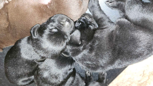 Labrador puppies for sale in Dogs & Puppies for Rehoming in Bedford - Image 3
