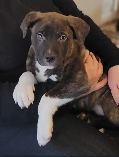 Stop scrolling your new best friend is right here. ✨ Meet Kobe, a beautiful male Pit Bull / Boxer mi...