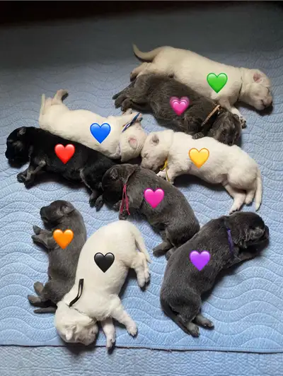 German Shepherd Puppies, View more