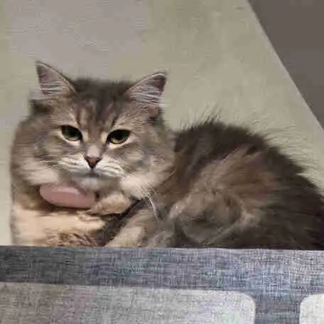 Looking for a boyfriend for our Siberian queen