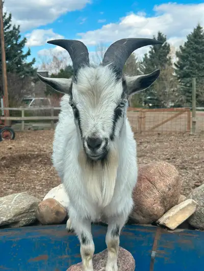 Nigerian Dwarf Billy for sale. He is just over a year old. He is proven, each doe had twins this yea...