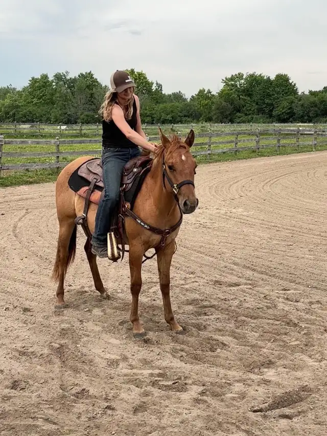 2yo AQHA Filly - Backed in Horses & Ponies for Rehoming in Kawartha Lakes - Image 5